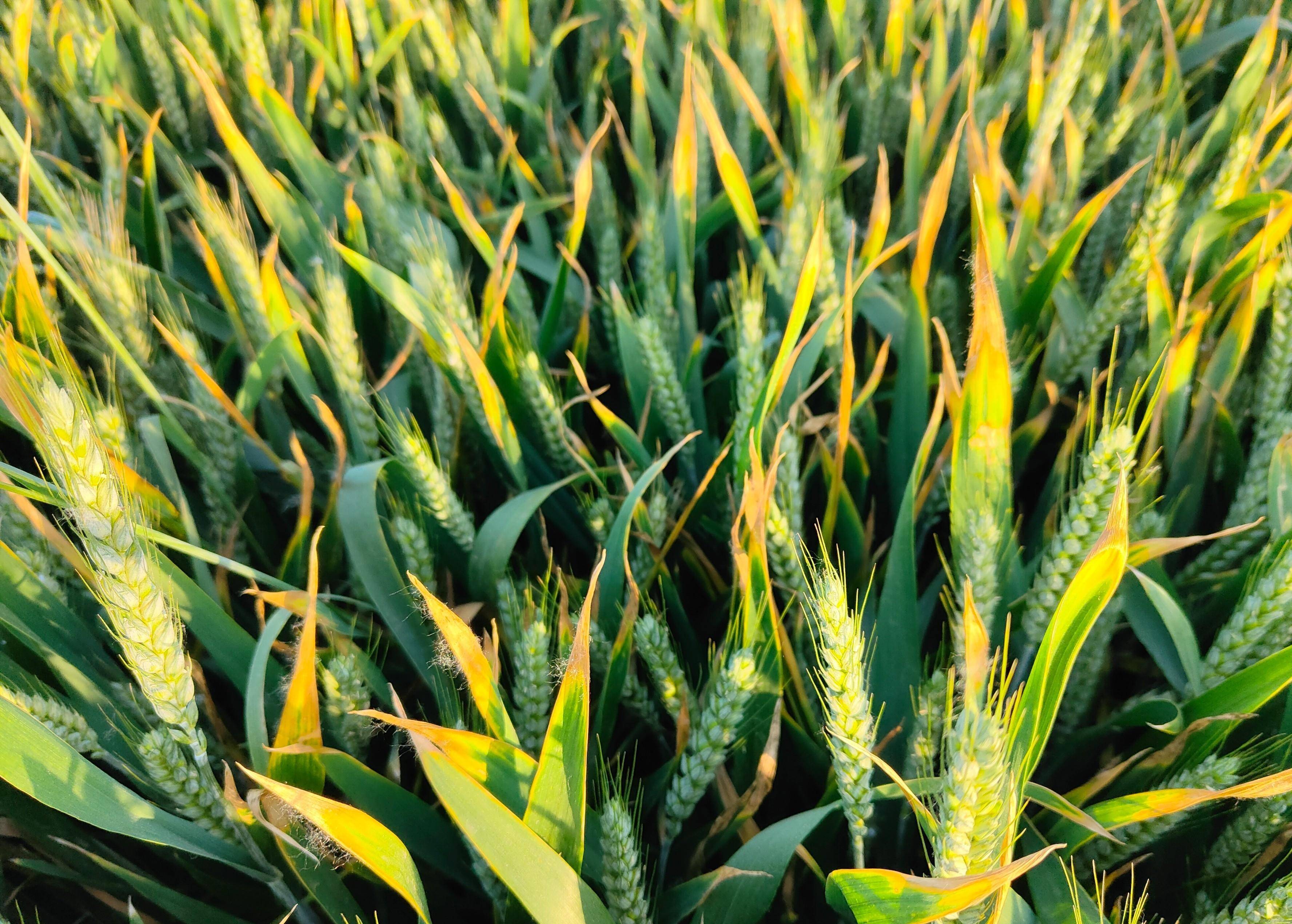 谷雨过后,小麦旗叶出现黄叶干尖,究竟是啥原因_病虫害_防治_叶片