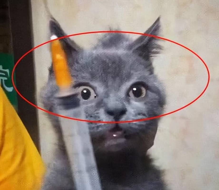 看看这只蓝猫,当看到针头的一瞬间,感觉整只猫都不好了!