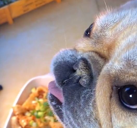 料理猫王:萌宠猫咪上得厅堂下得厨房,爆红网络吸粉千万_长安_网友