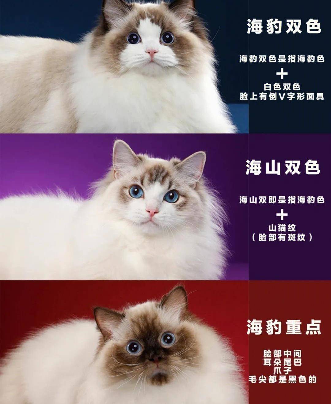 布偶猫毛色科普,常见的几种毛色你会区分吗?