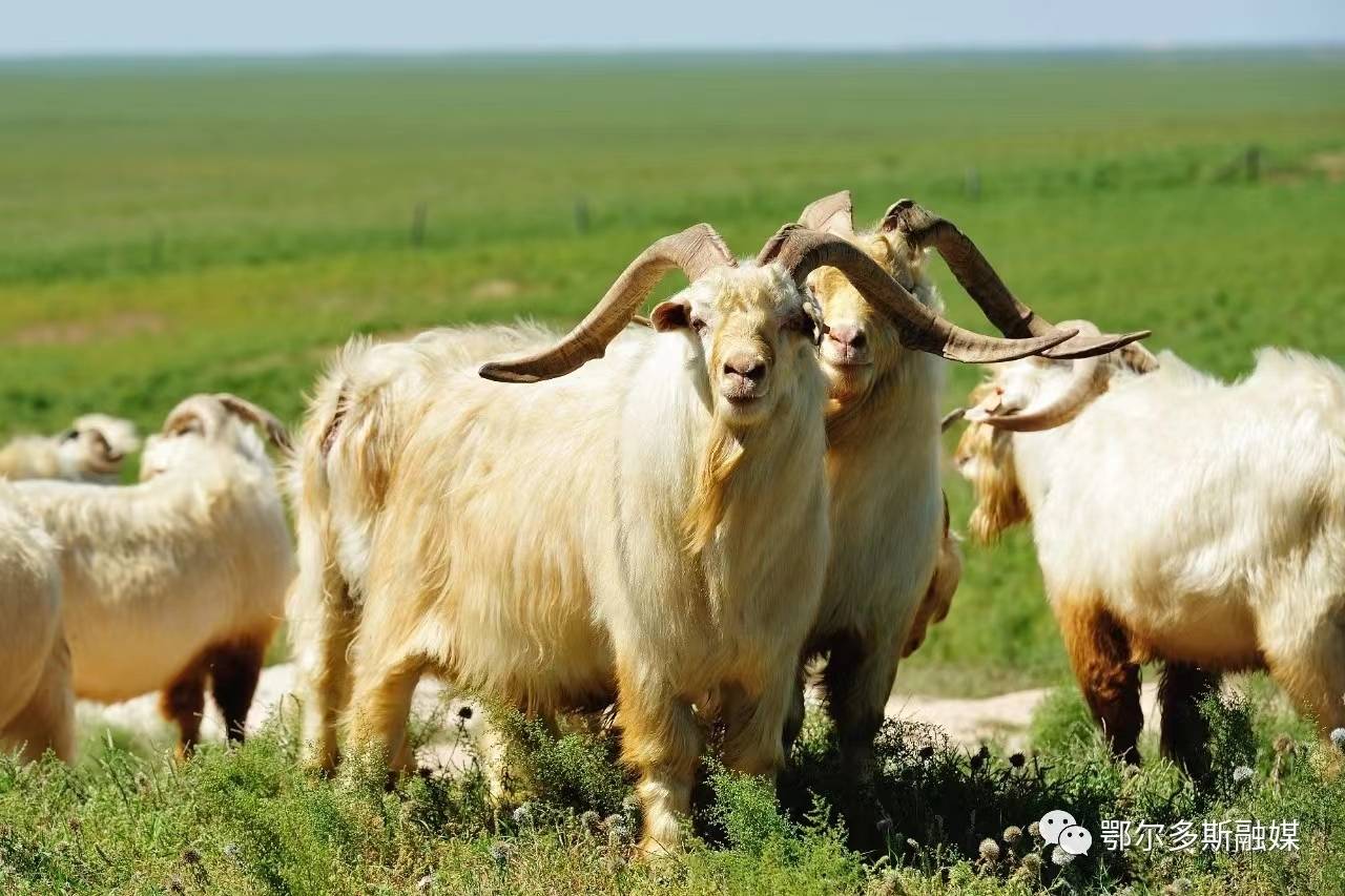 那时候,整个鄂托克草原上,很难找到一只纯种的阿尔巴斯绒山羊