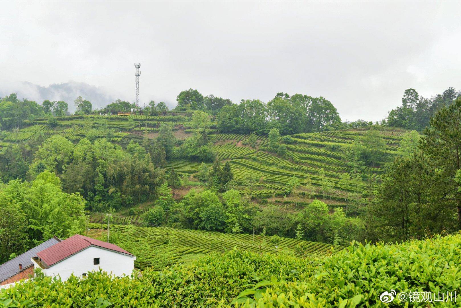 西乡江塝茗茶园 中国最美茶乡_西乡县_景区_陕西省