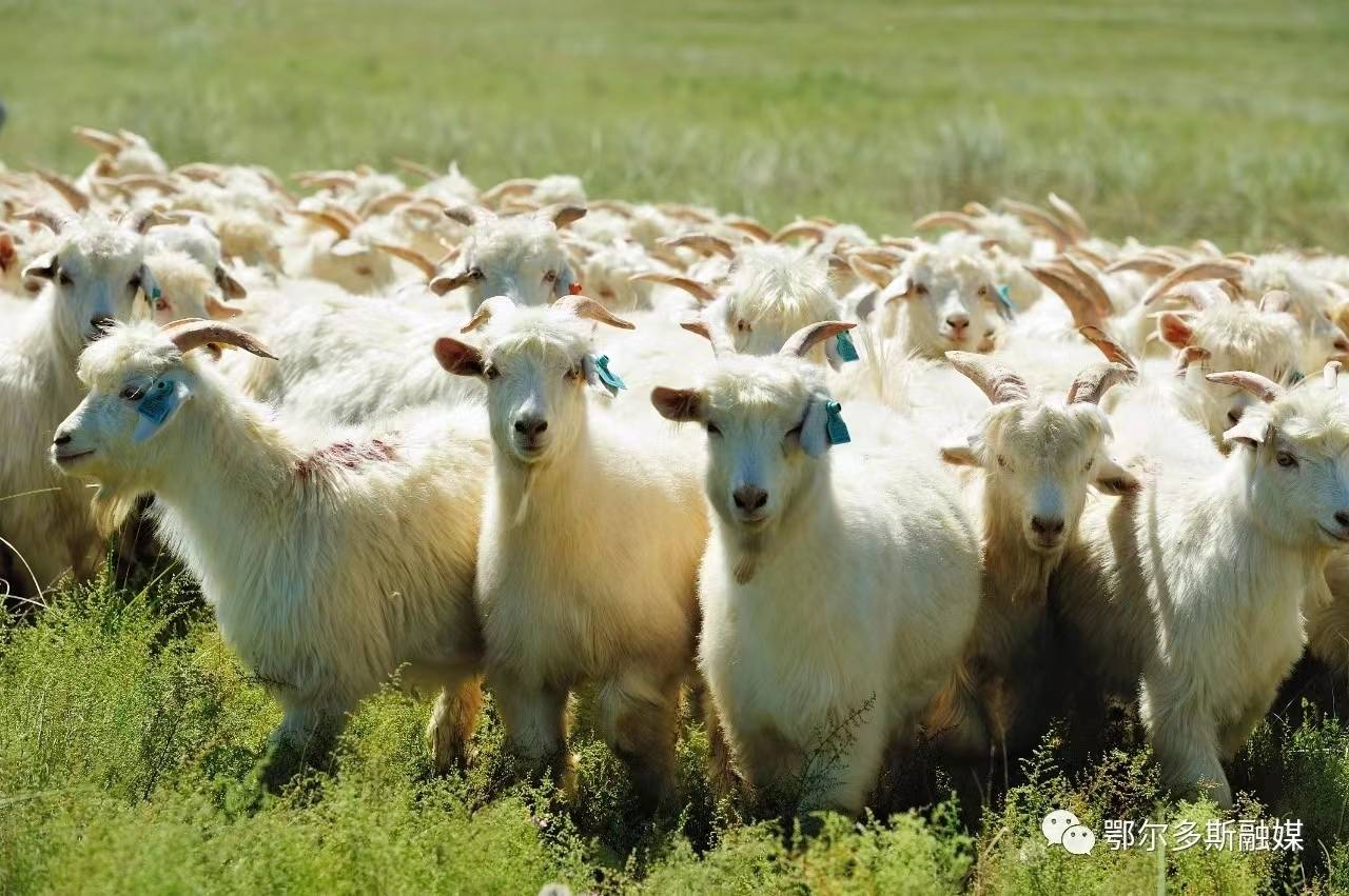 阿尔巴斯经久不衰的"内核"密码_绒山羊_鄂尔多斯_羊绒