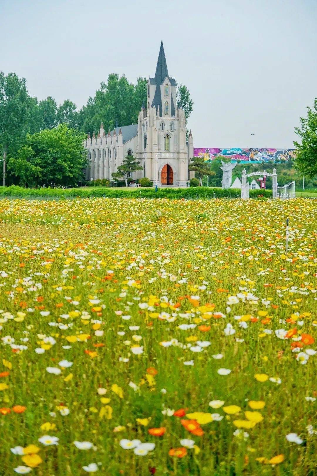 七彩鲜花（七彩鲜花网） 第11张