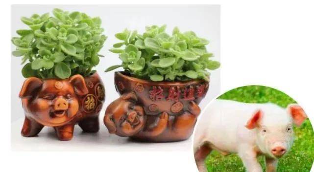 十二生肖的幸运植物,你养对了吗_财运_叶子_象征
