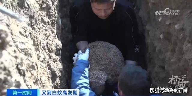浙江一大坝挖出超百万只白蚁，三只蚁后已生长十几年（挖白蚁巢过程）