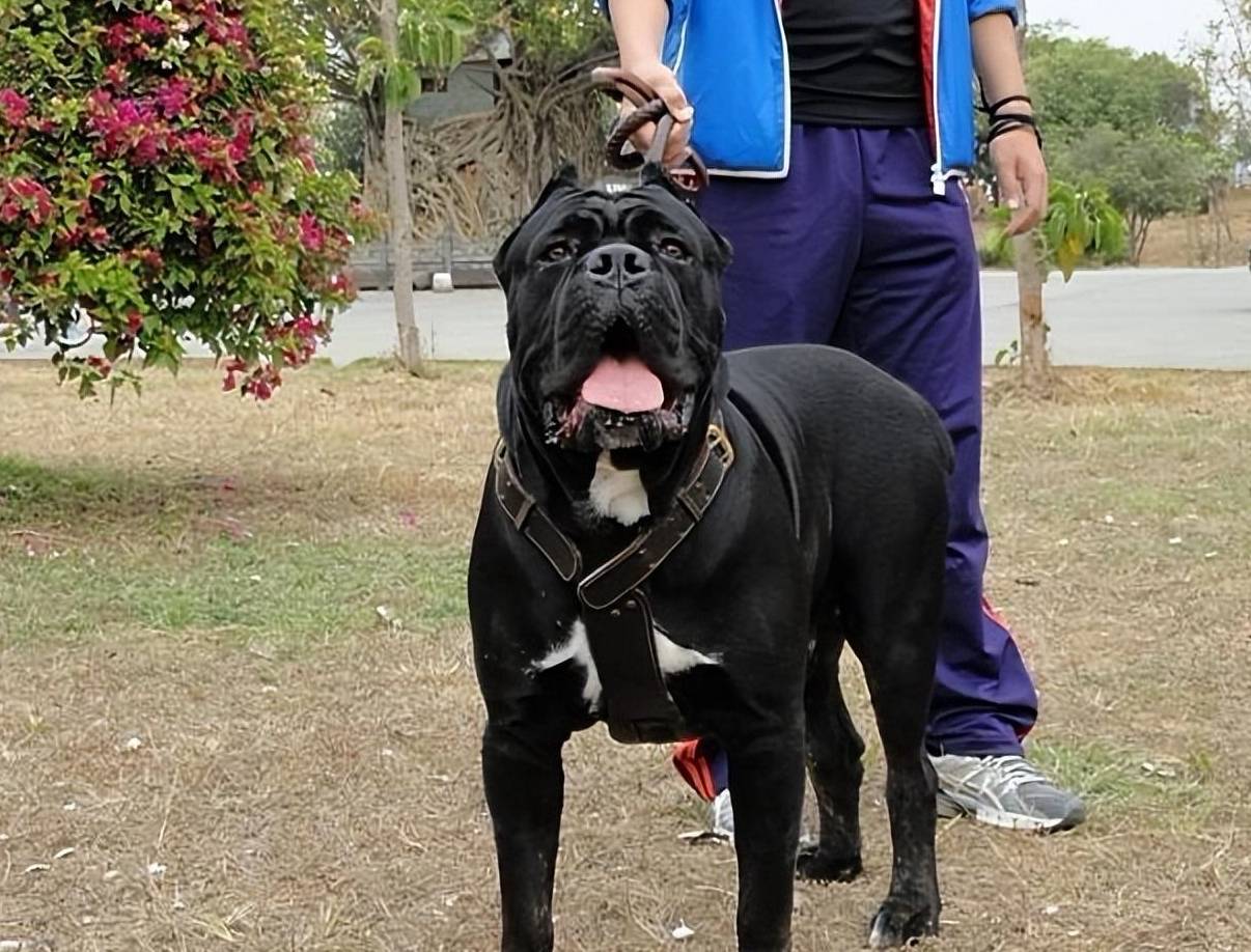 自从养"卡斯罗"之后,我上瘾了!一点也不想换狗_训练_服从性_身体