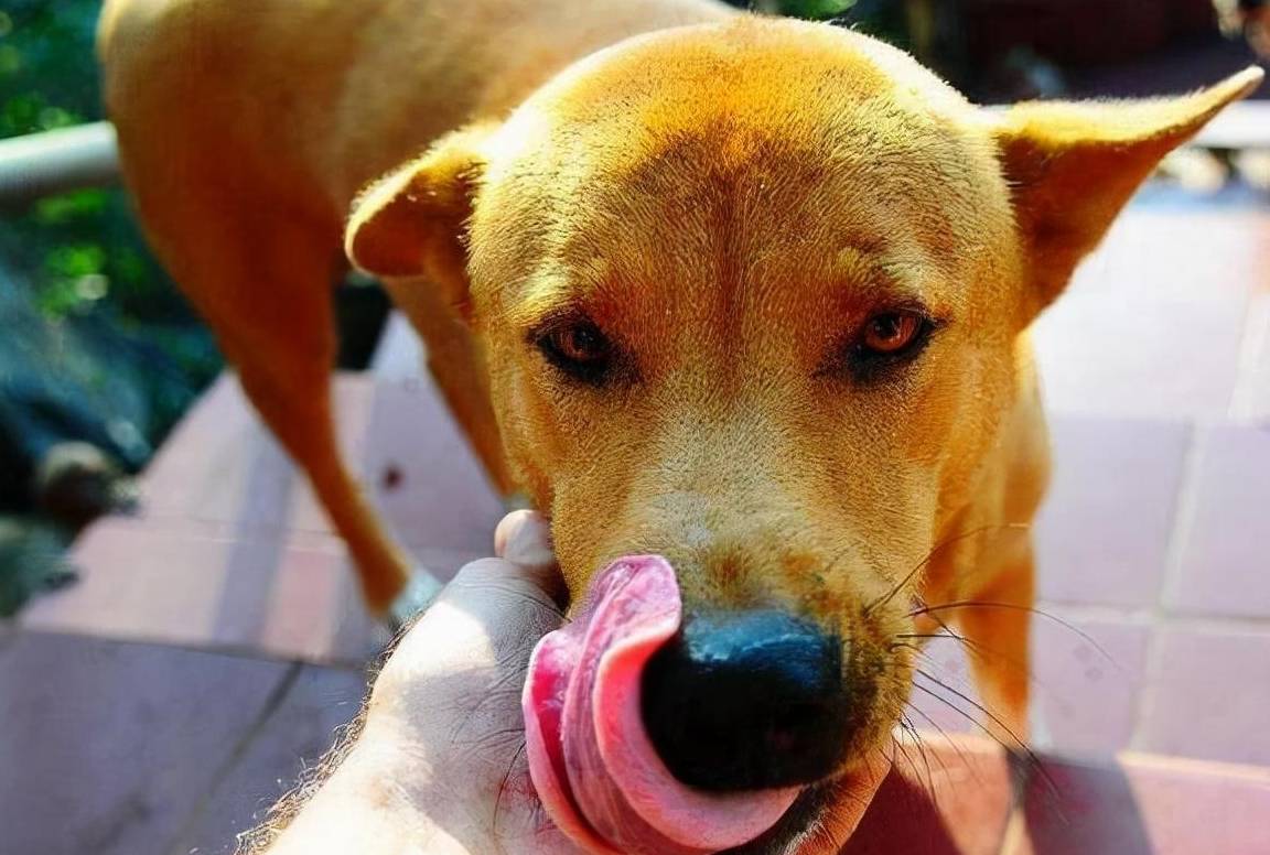 狗子向他人发脾气的方式只有一种,对主人发脾气的方式却有很多种_人类