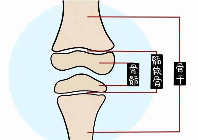 长骨 短骨图片