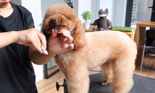 给巨型贵宾犬剪毛的那些日子_修剪_狗狗_毛发