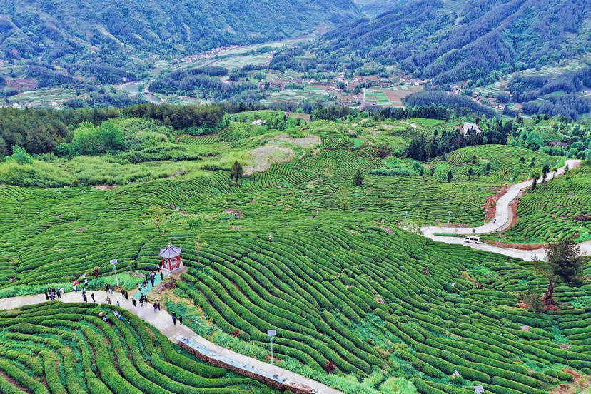 茶旅融合绘出“诗与远方”，勉县这些清幽茶园,蕴藏着最美风光！_手机 