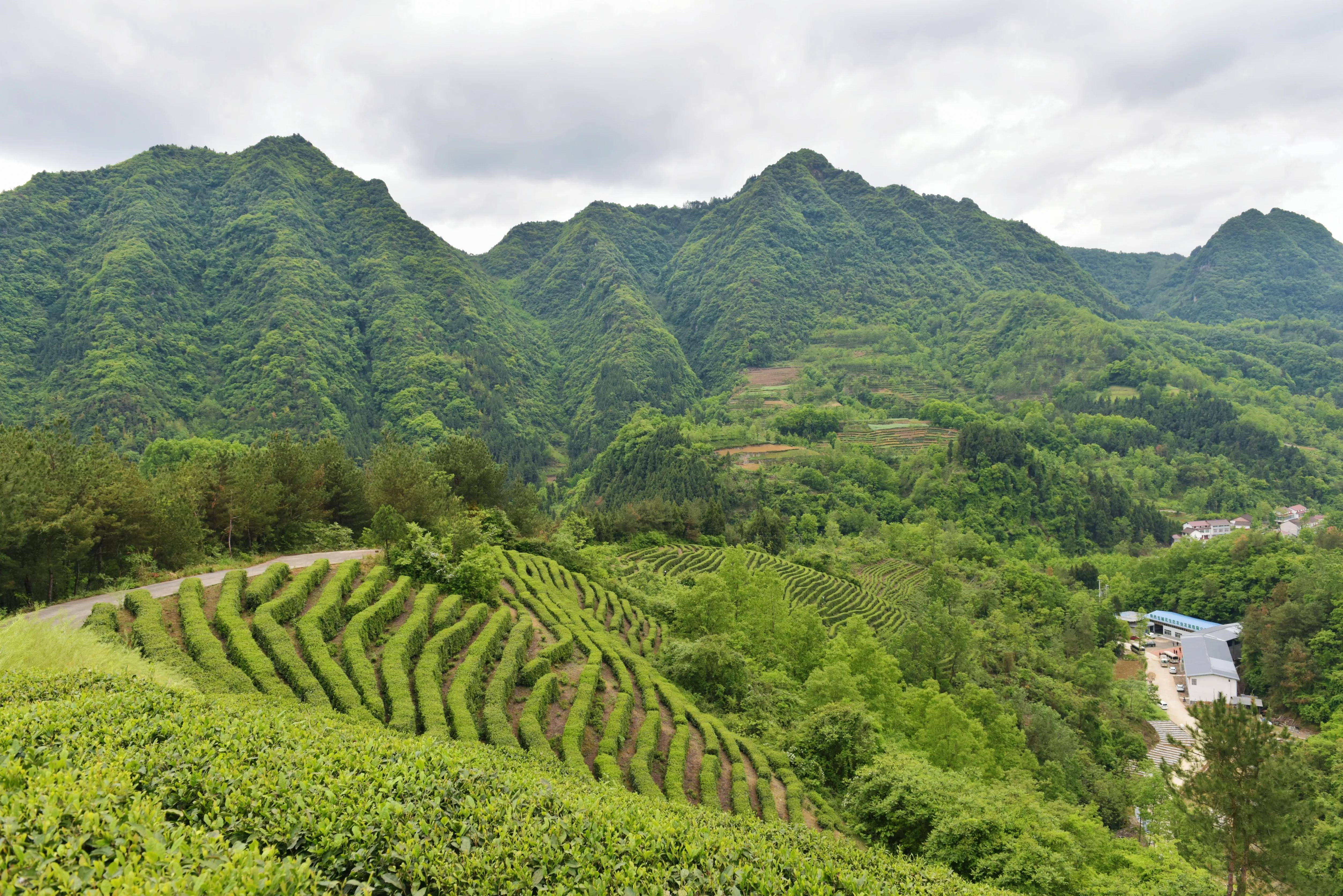 王山茶叶（正山王茶叶代价
）《正山王茶叶价格》