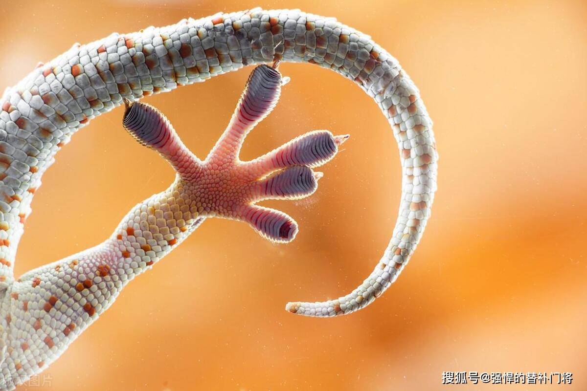 这些结构组成了一个类似于"吸盘"的形状,当壁虎贴在表面上时,其脚底和