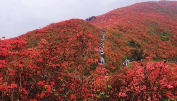 杜鹃花（杜鹃花喜阴还是喜阳） 第4张