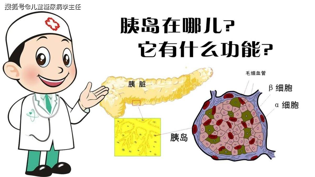 糖尿病是由于胰岛素分泌缺乏或胰岛素作用障碍引起