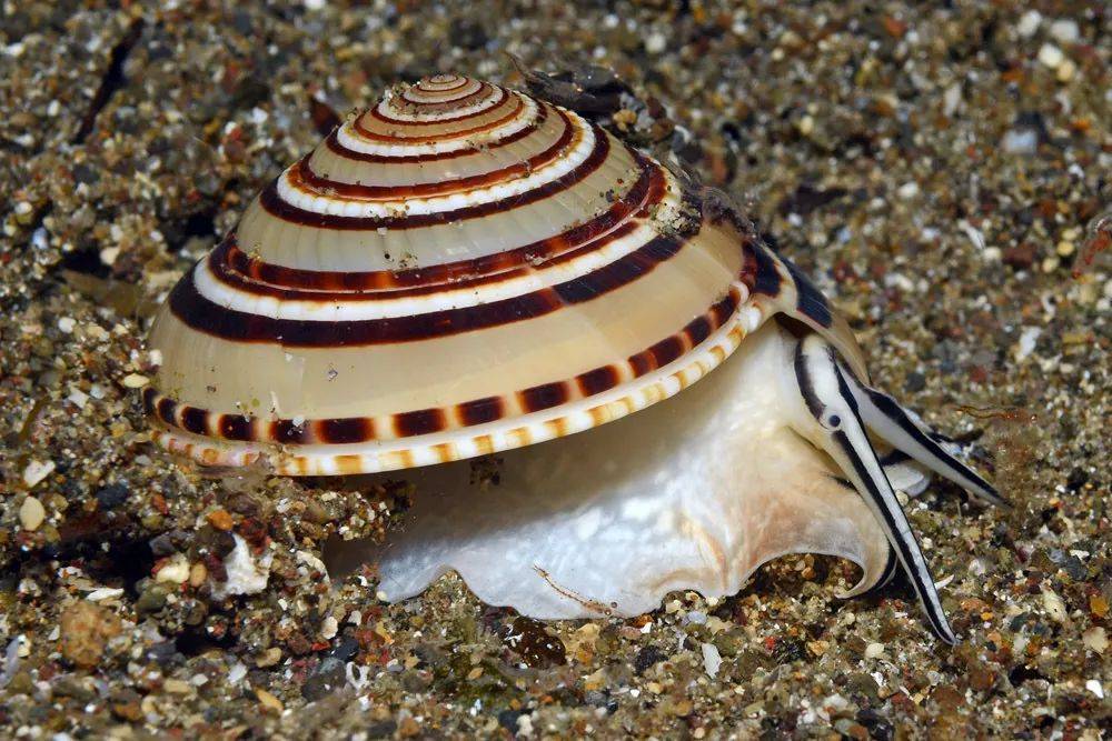 寻宝深圳市海之洋贝壳博物馆 │ 初识配景轮螺_白色_中国_海南岛