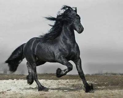 烟云兽又名千里一盏灯,追风白点万里龙驹马,一字墨麒麟.