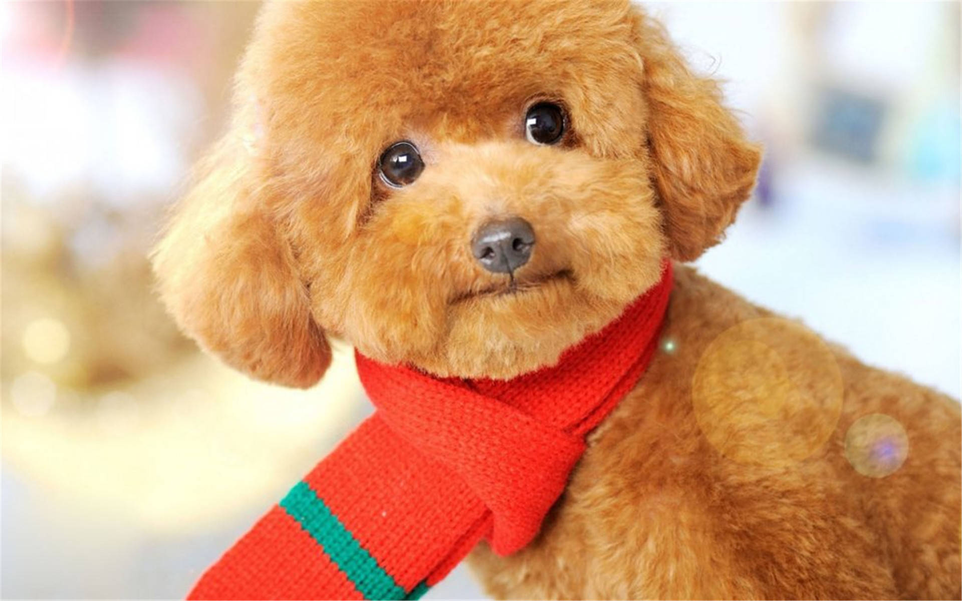 韩第一夫人禁食狗肉引抗议,相比较牛羊肉,为何许多人排斥吃狗肉_人类