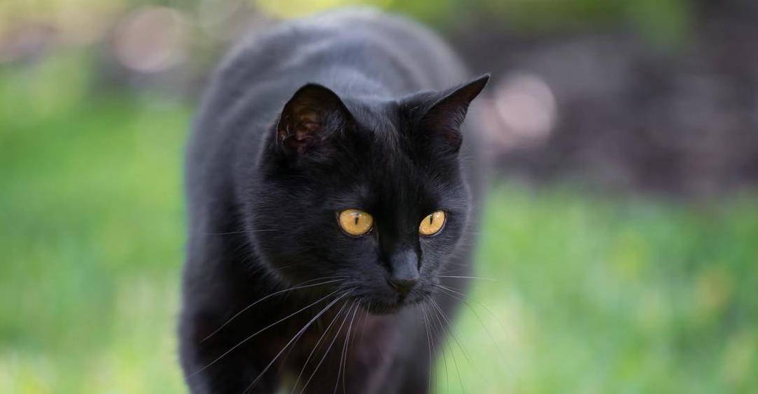 黑猫为什么不受人“待见”？网友：这6点很重要