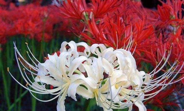 花语"最凄凉"的植物,彼岸花排第2,第1种极美,却有无尽哀伤_薰衣草