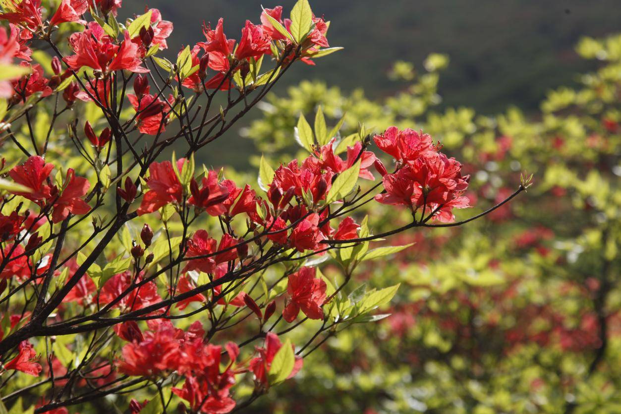 浏阳大围山杜鹃花海美哭我!_距离_住宿_价格