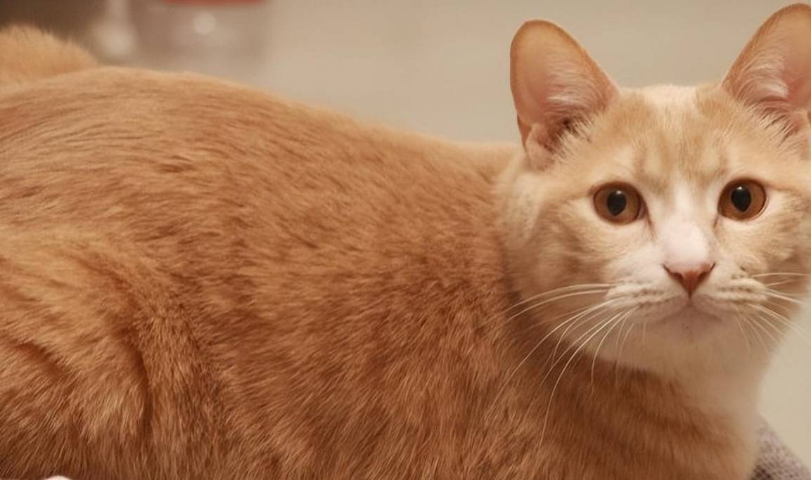 要知道,橘猫性情温和,寿命长,只要不是严重肥胖影响健康,也不出现意外
