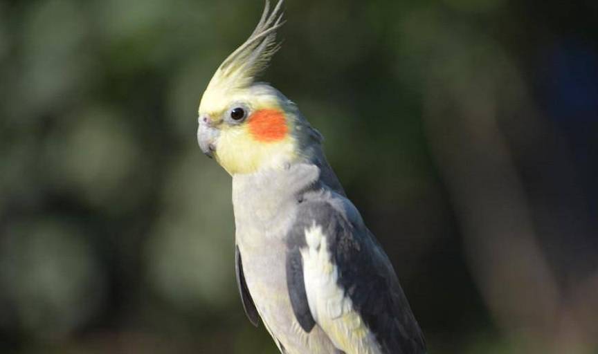 養寵知識:玄鳳鸚鵡單眼傷風怎麼治療_消毒_隔離_食物殘渣