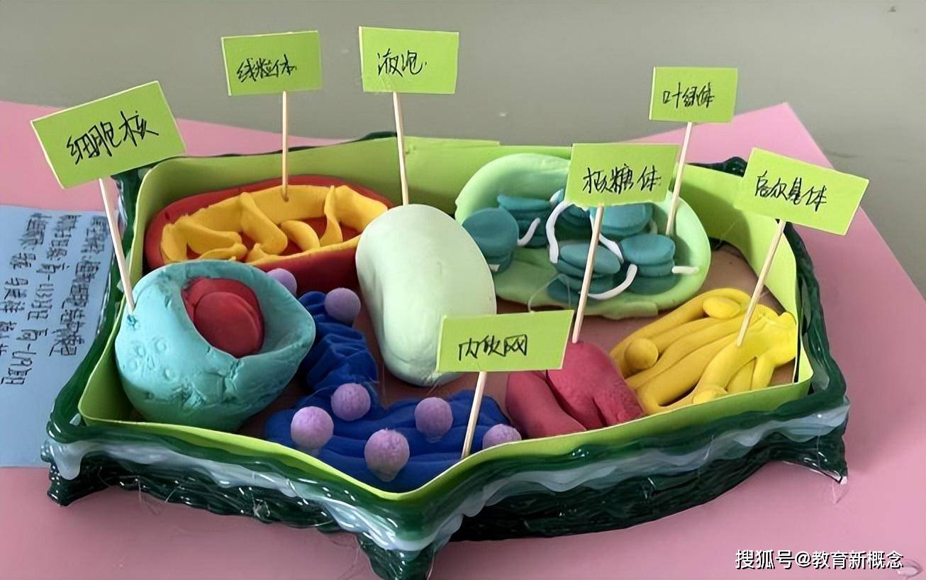 细胞核结构模型橡皮泥图片