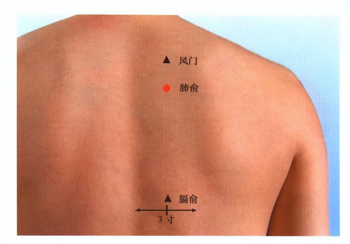 足太阳膀胱经经穴