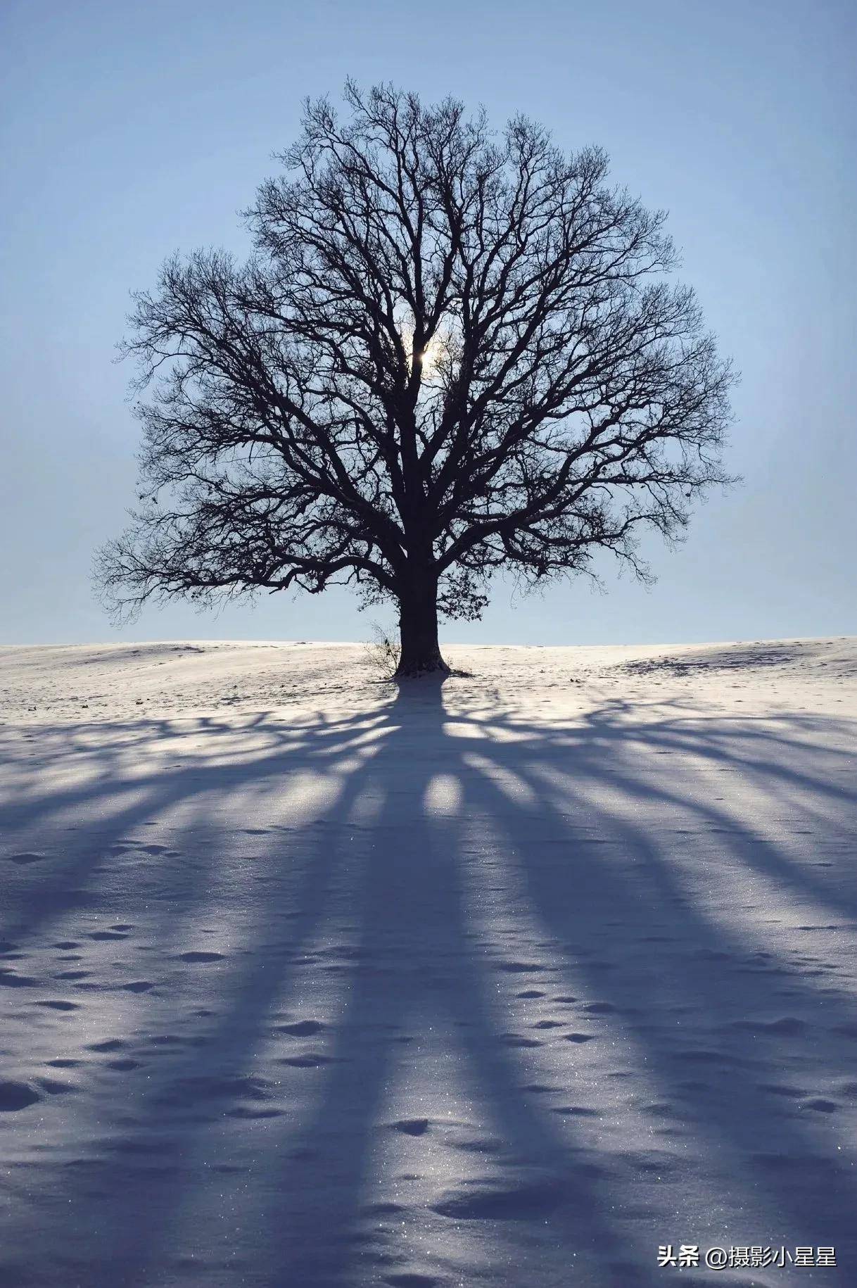 雪地里的树的影子,唯美而诗意