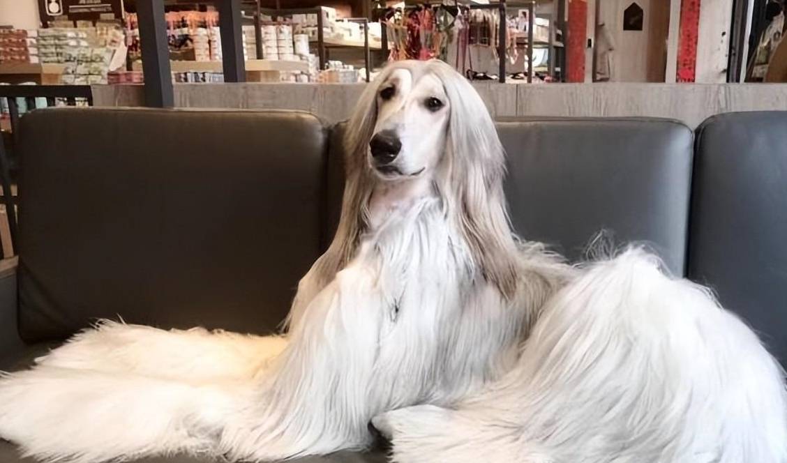 这几种狗,比"金子"还贵,只有土豪才能养得起_价格_泰迪_狗狗