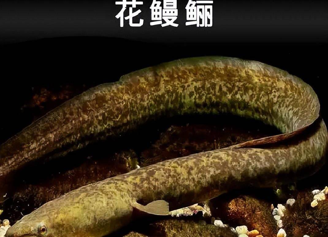 民间俗称"鳝王",长得像巨型鳝鱼,若钓到请放生,吃不得钓不得_鳗鲡