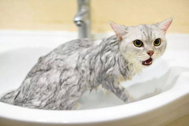“带猫出门洗澡，一会儿的功夫猫就没了？”，猫咪应激需重视