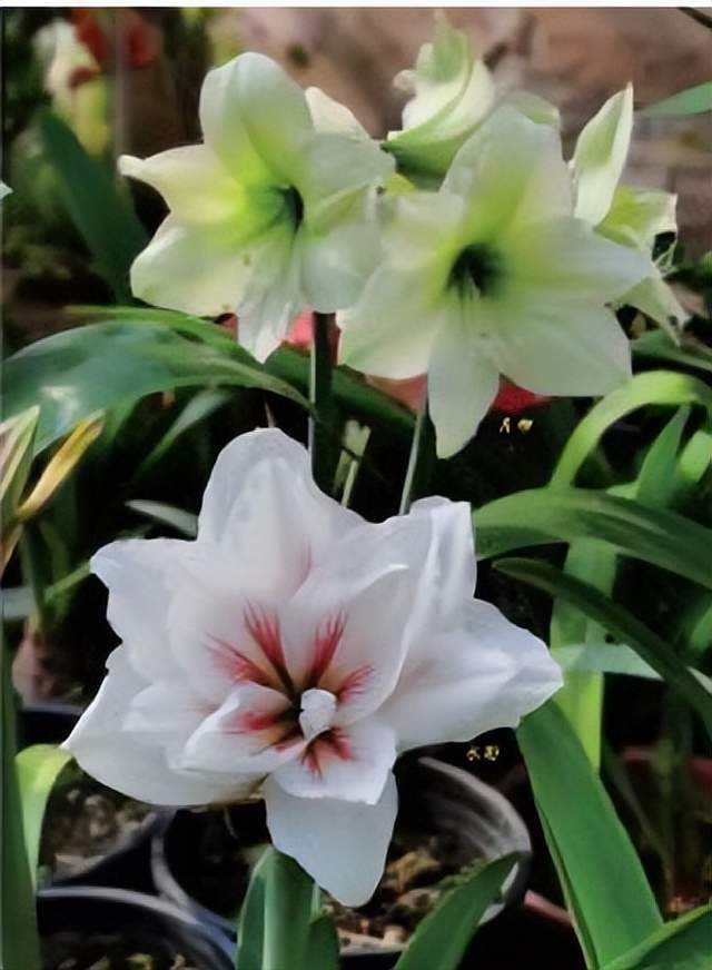 朱顶红的授粉与播种_种子_雄蕊_雌蕊