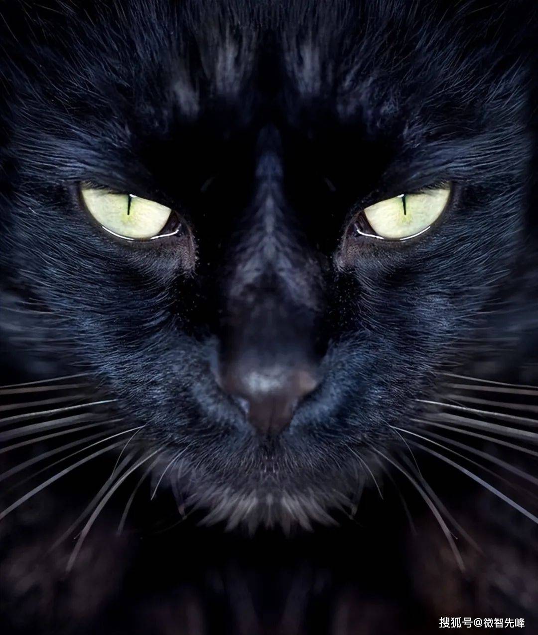 "猪来穷,狗来富,猫来头上顶白布"啥意思?老祖宗的话值得一听