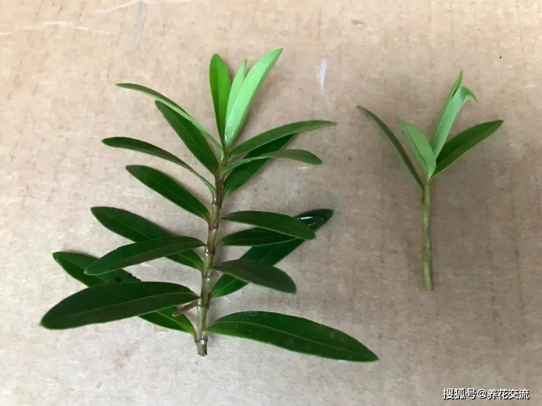 用盆栽植物的枝条或茎，快速扦插繁殖，几周后获得新盆栽-搜狐大视野-搜狐新闻