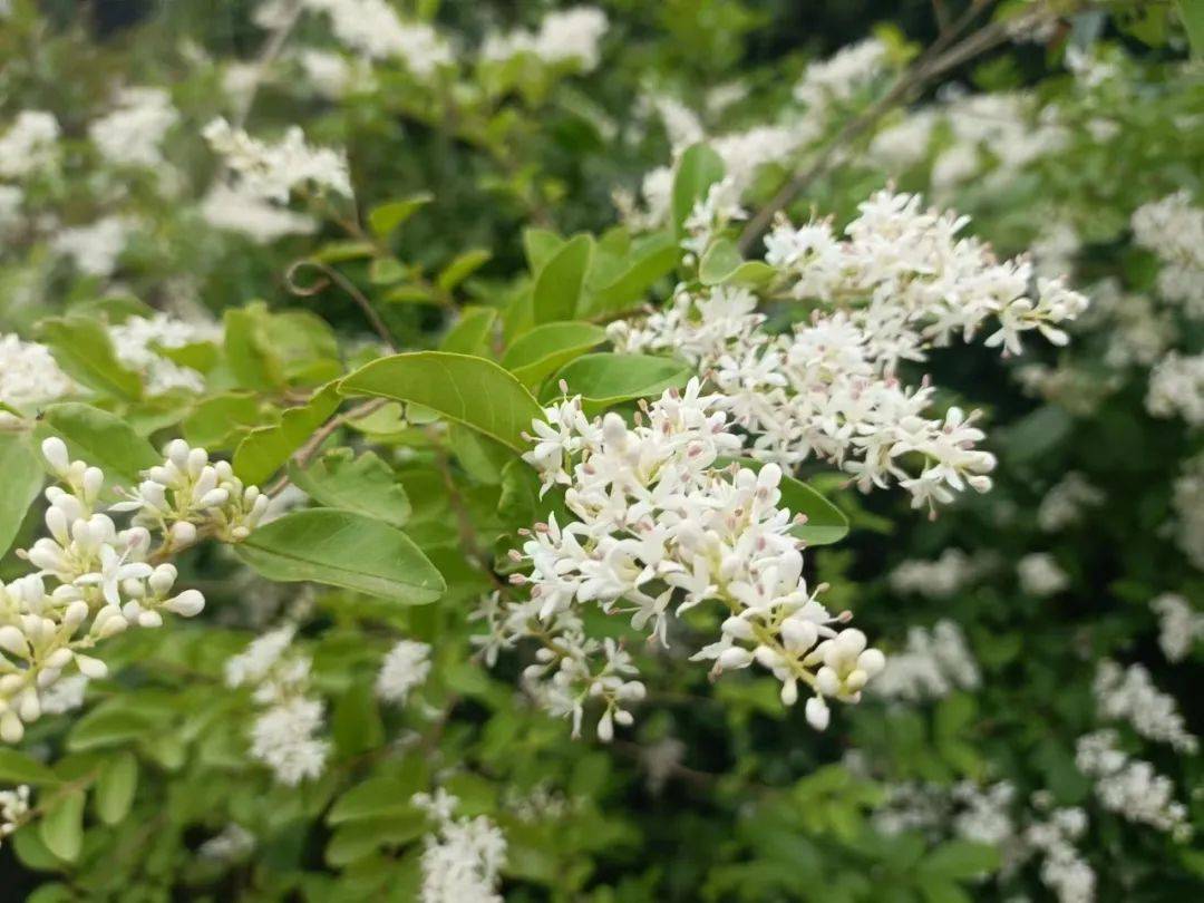 汝南县六小:校园花语——女贞花