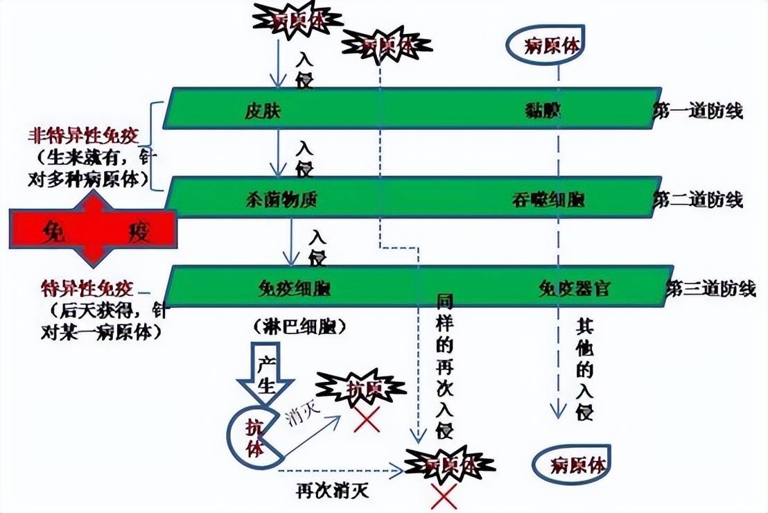 免疫力低下怎麼辦?如何提高?_人體_防線_關鍵