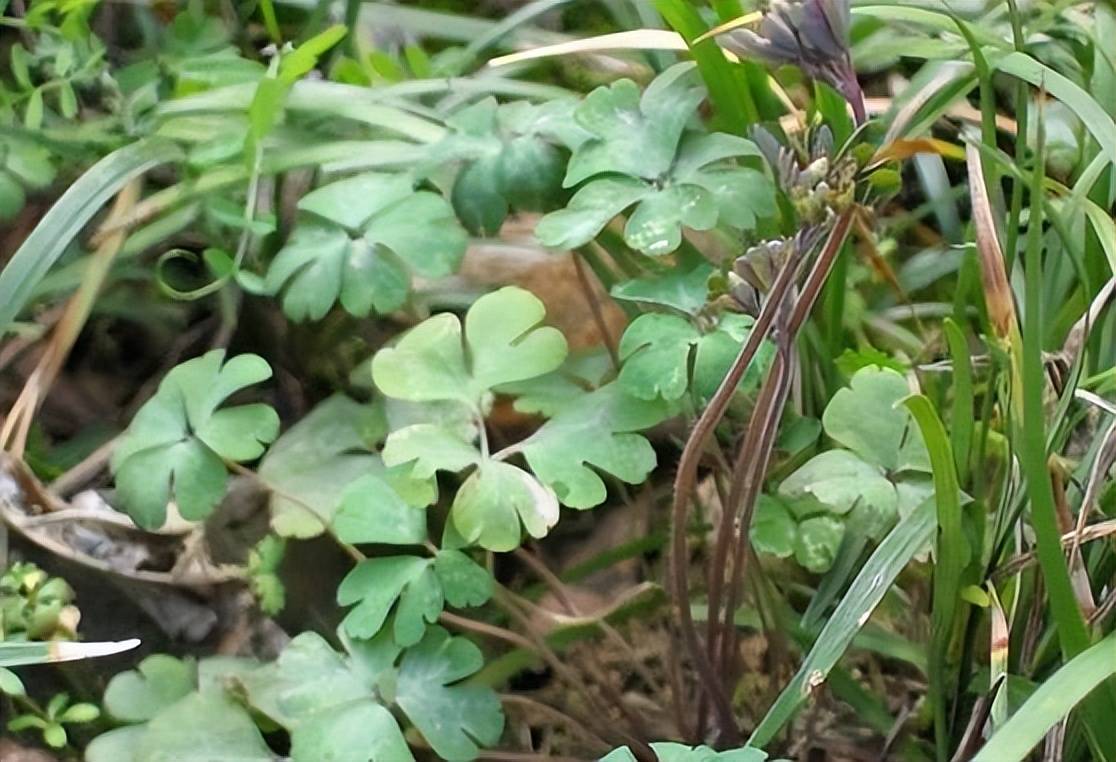 農村一種野草,根是稀罕物,卻被人稱作