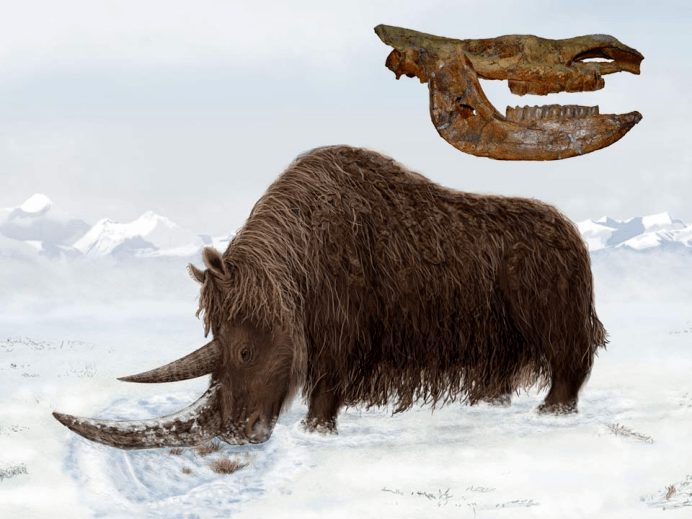披毛犀逐渐占据上风,而相对适应暖湿环境的板齿犀彻底走向了灭绝