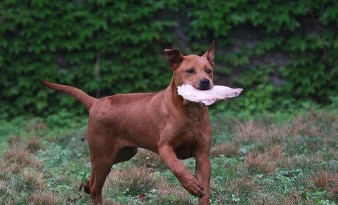 (2),特点泰国脊背犬的打猎能力是十分强的,善于奔跑,带它去打猎每次都