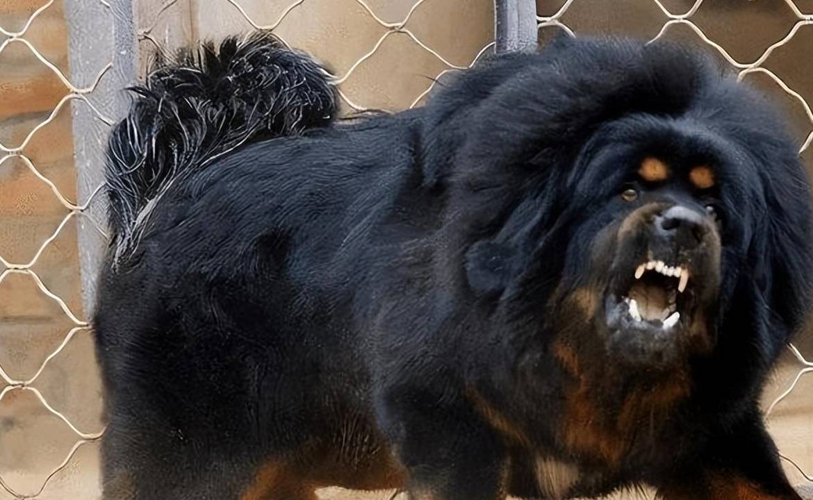 藏獒为何跌下神坛?