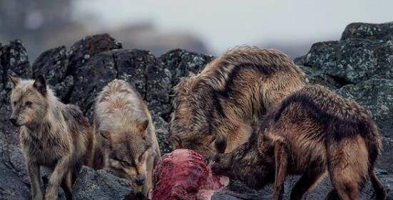地球上最厉害的狼,食物链顶级掠食者,还好已经灭绝了