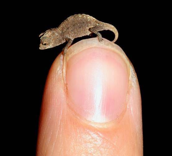 迷你变色龙,直到2012年才被考察队发现,因体型过小,因为命名为迷你