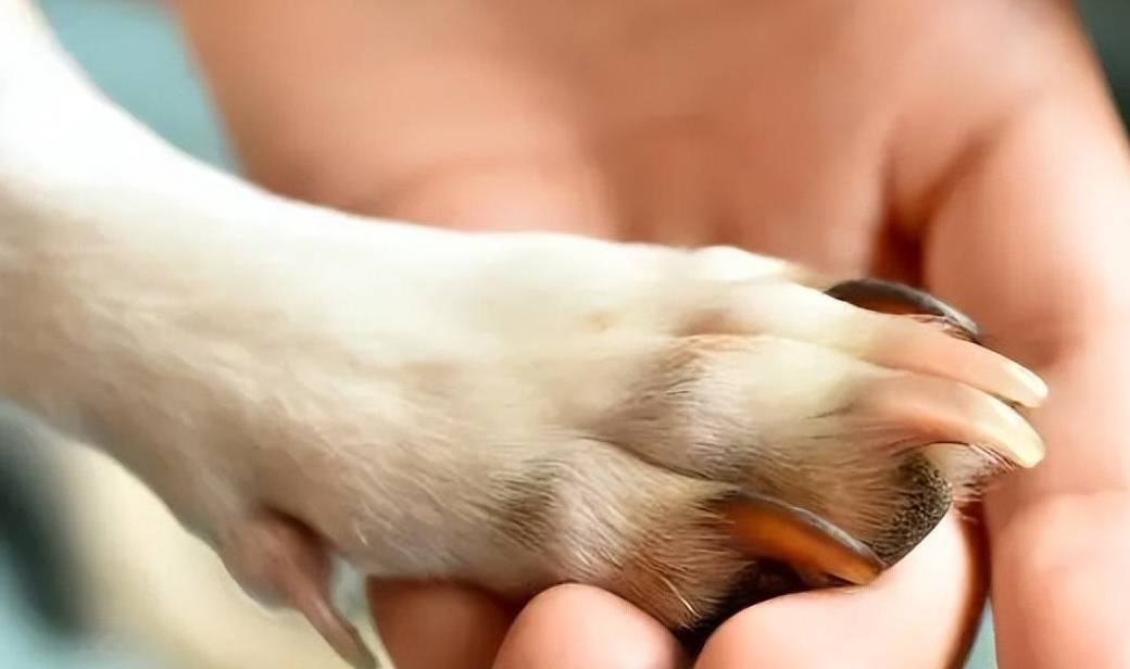 主人剪到自己的血线,会流血,会疼;狗狗也很害怕它自己的爪子是湿湿的