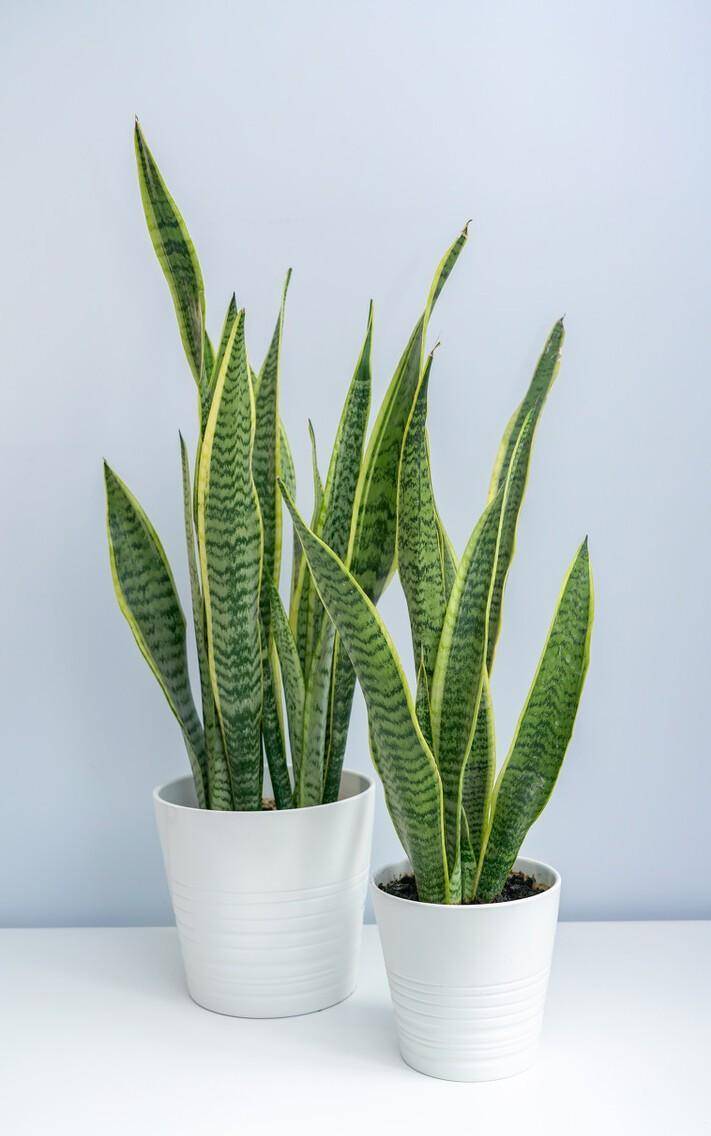 虎皮兰在家养"不吉利"虎皮兰开花不是好兆头?别被忽悠了!