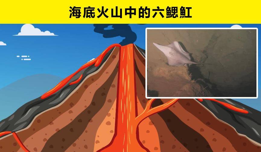 頑強的生命力:8種生活在火山附近的罕見生物_動物_鯊魚_蜘蛛