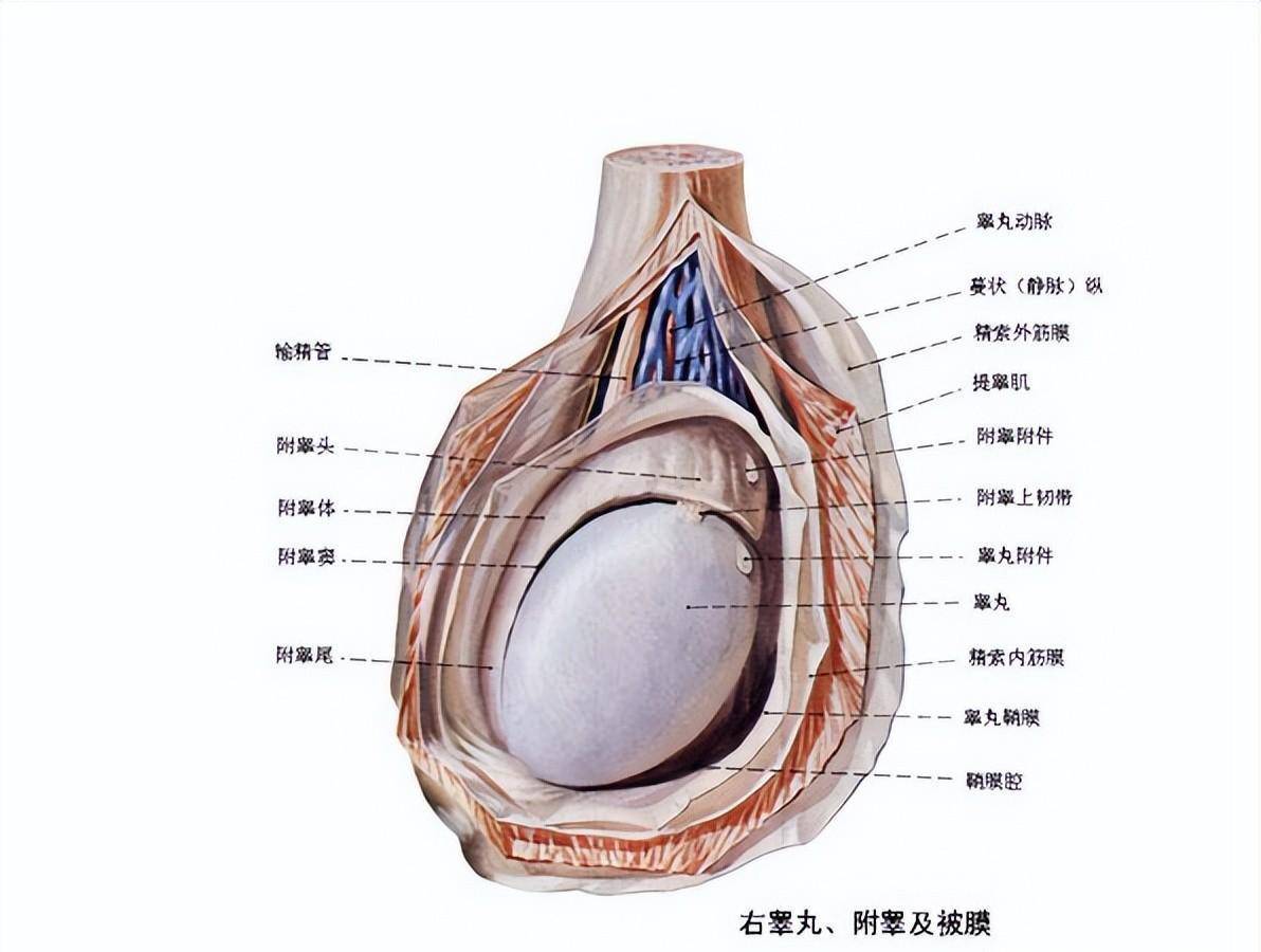 男生蛋蛋下面图片