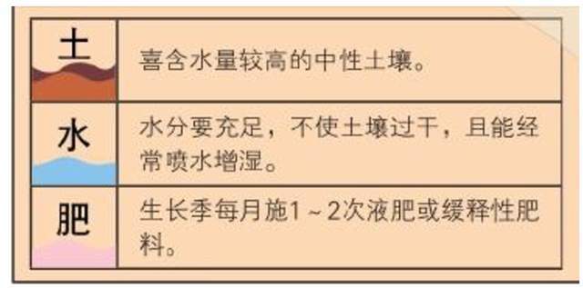 观叶类花卉盆栽贯众详解（观叶类盆景有哪些树种）