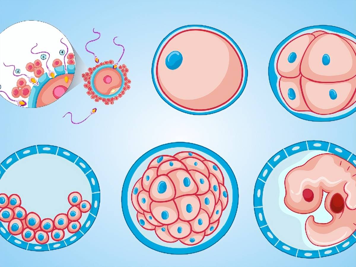 D3鲜胚：8、9、10细胞潜力对比！养出好胚胎，夫妻俩这样做_搜狐网